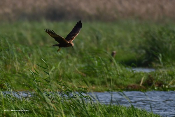 Winter Waterbird Count